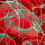 Coagulation factors and inhibitors