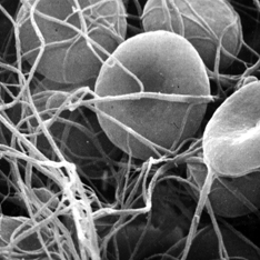 haemostasis
