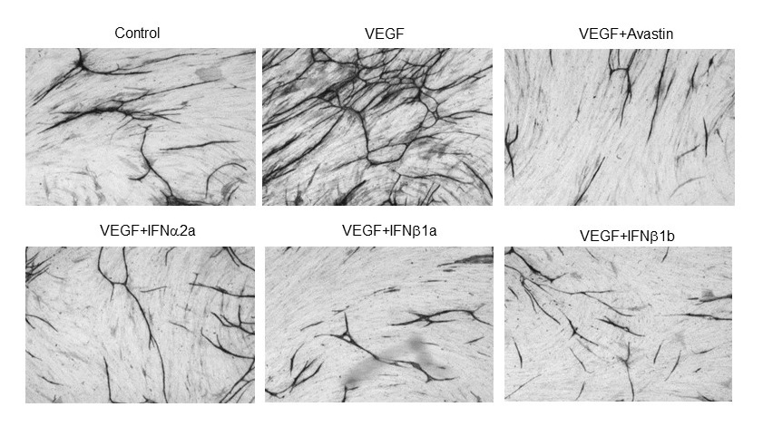 Co-culture model of angiogenesis