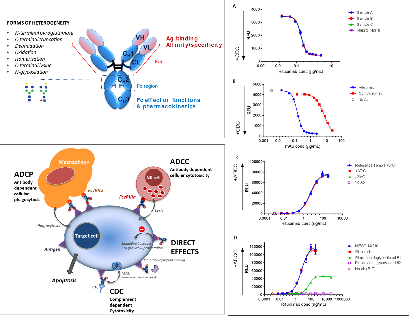The structure of IgG and typical forms of mAb heterogeneity 
