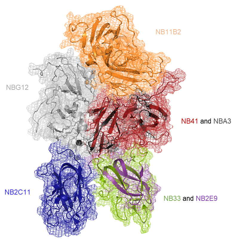 Schematic of the crystal structure of FVIII