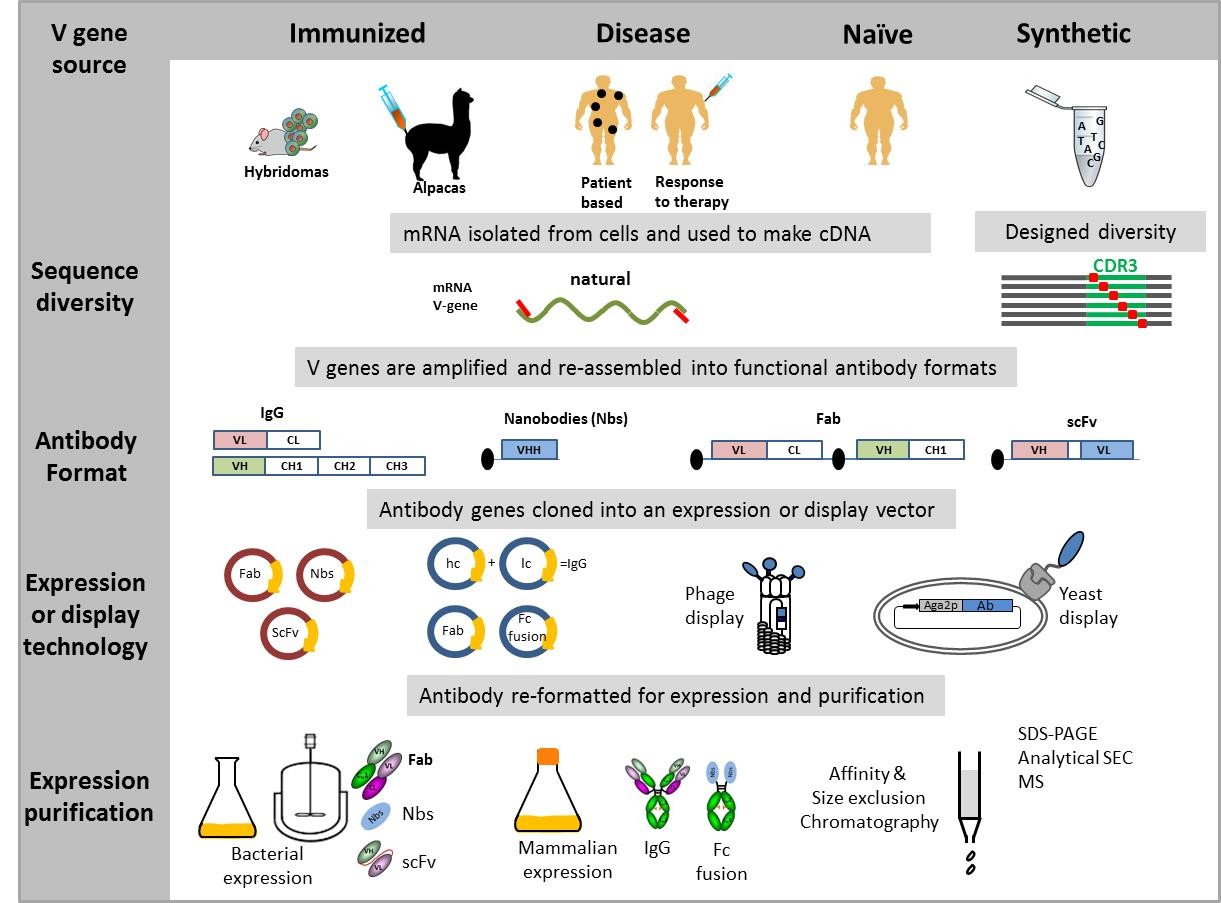 Monoclonal antibody engineering and purification